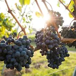 Dreamfactory - Wine Escapes 1br # Апартаменты *