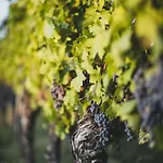 Dreamfactory - Wine Escapes 1br # Апартаменты *