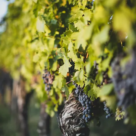 Dreamfactory - Wine Escapes 1br # דירה *