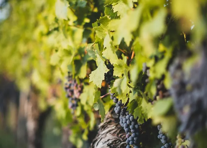 Dreamfactory - Wine Escapes 1br # Appartamento *